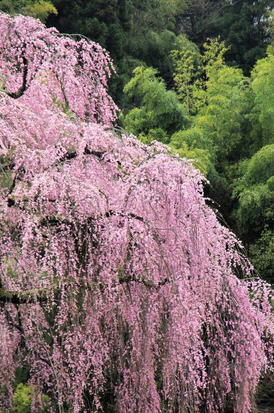 2305.png?width=547&etag=