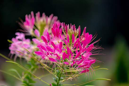 200 CHERRY QUEEN CLEOME Spinosa Hassleriana Carmine Rose Spider