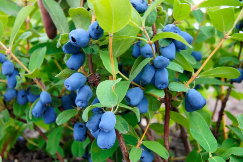 rubber plant plant Ficus elastica - Rubber Plant main image 1