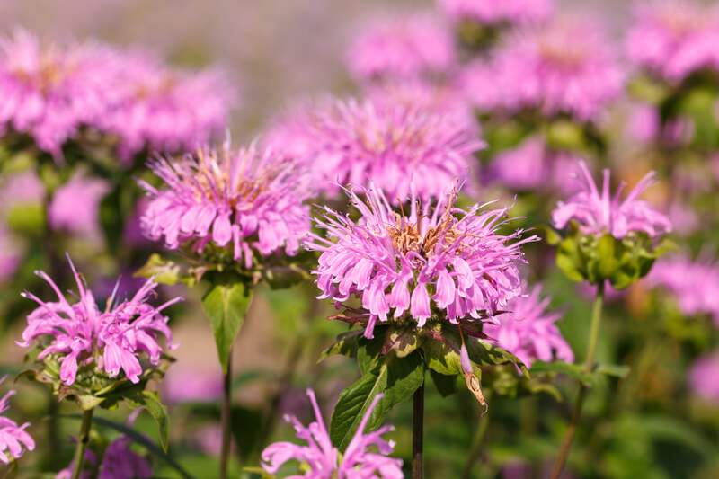 20 Dwarf PINK BEE BALM Monarda Bradburiana Eastern Beebalm Herb