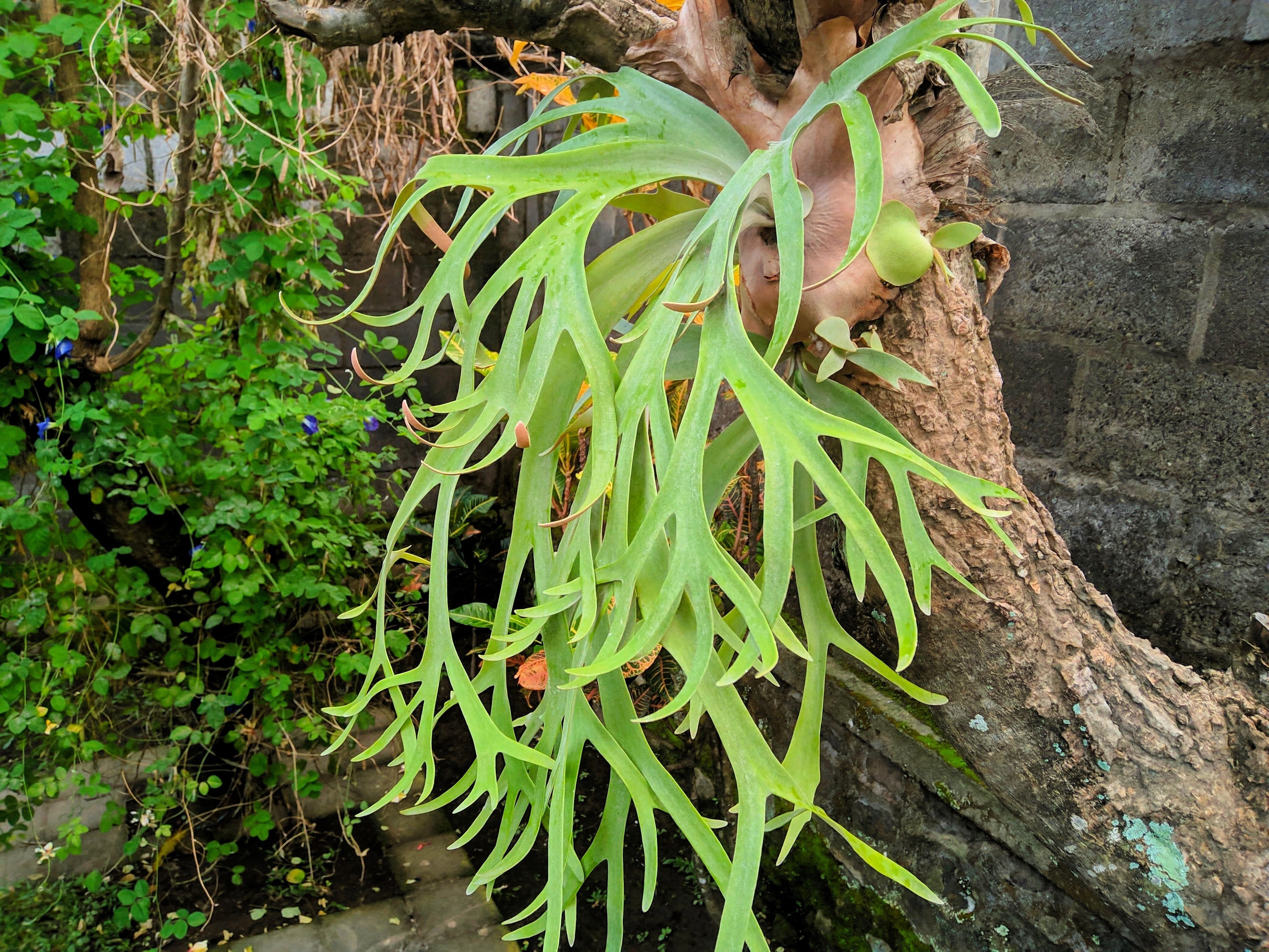 Platycerium - platycerium メルカリ mixfrom法花園 .spmajus