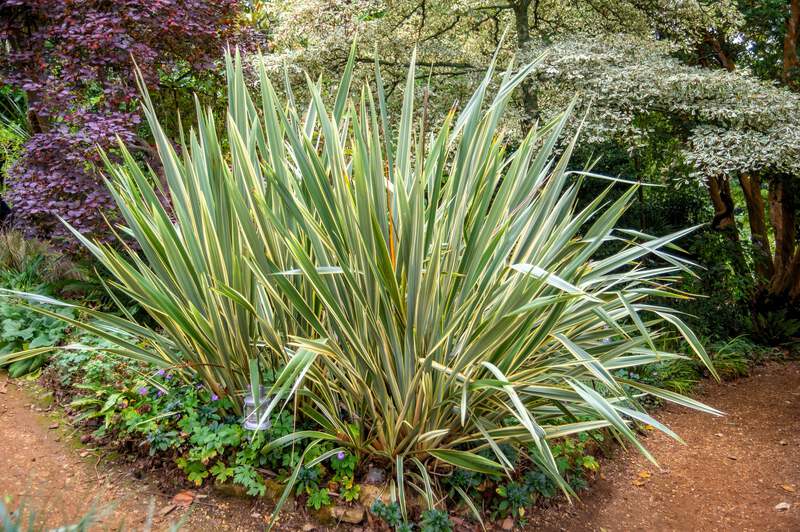 10 Variegated NEW ZEALAND FLAX Phormium Tenax Variegatum