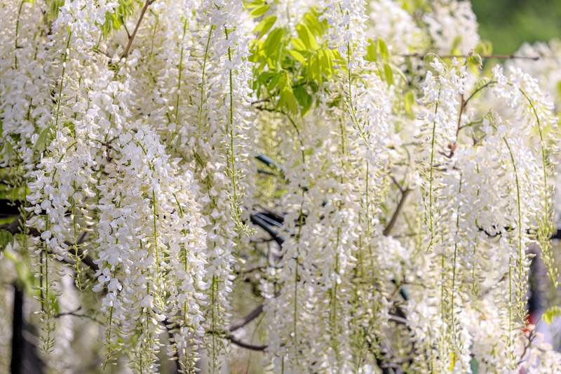 5 WHITE WISTERIA Floribunda Alba Ornamental Japanese Flower Vine Seeds |  eBay