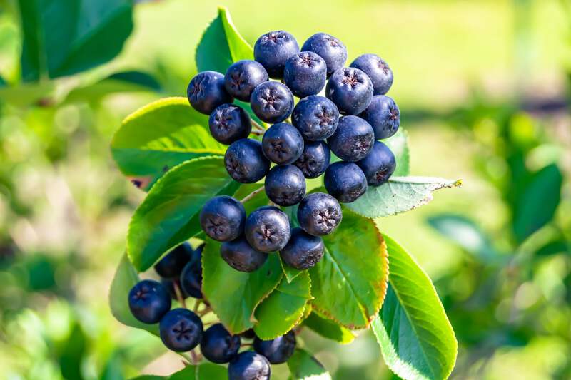 30 PURPLE CHOKEBERRY Aronia Prunifolia White Flower Fruit Shrub