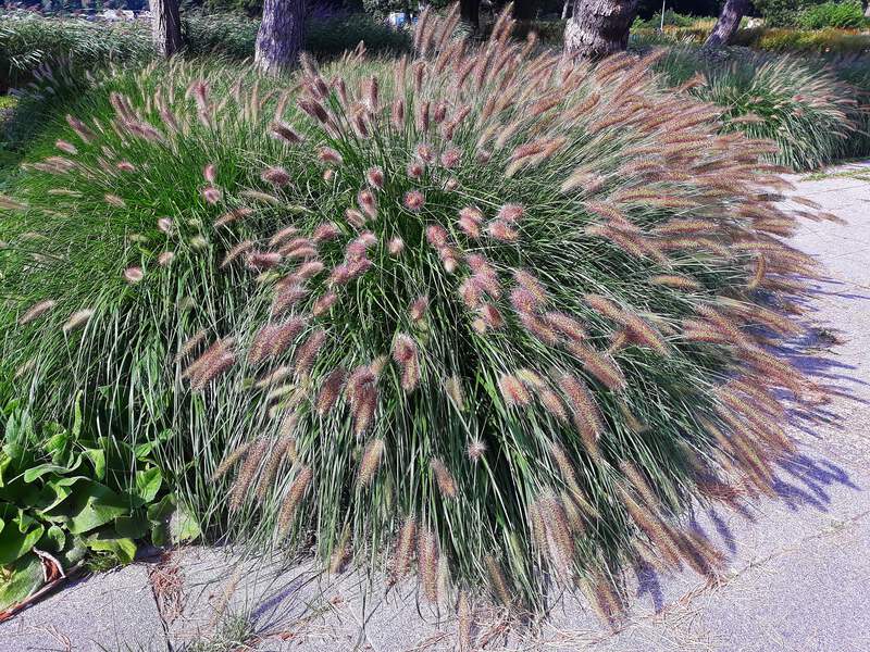 25 Dwarf Purple CHINESE FOUNTAIN GRASS Pennisetum Alopecuroides