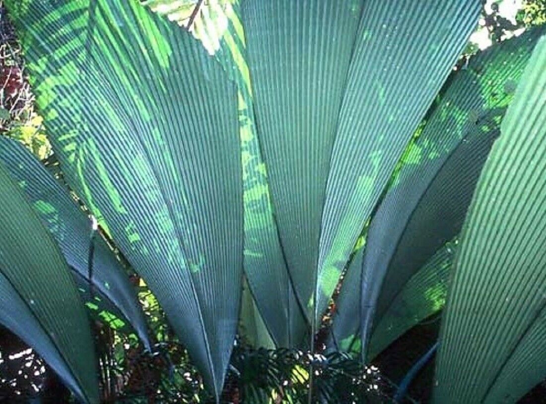 Johannesteijsmannia perakensis /'Joey sur un bâton/" 6/" pot palmier Live Tropical