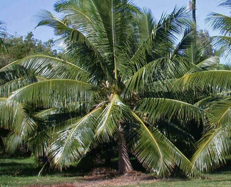 Ripe Coconuts on a Palm Tree Stock Image - Image of background, growth