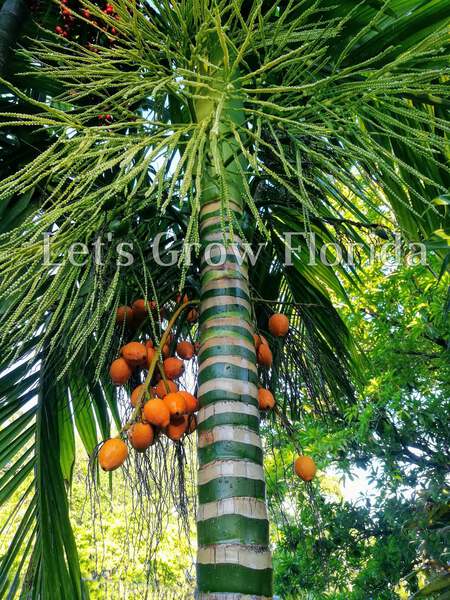 Areca catechu, Betel Nut Palm Tree | eBay