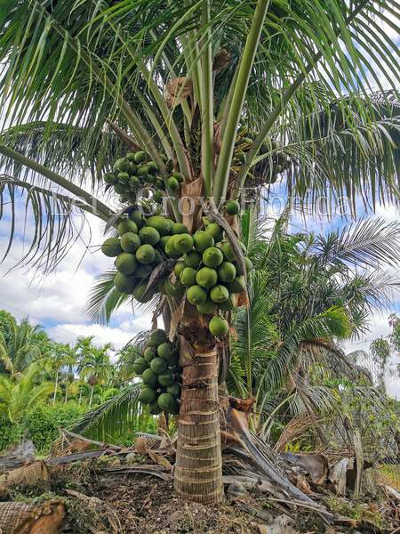 Jamaican / Malayan Dwarf Coconut Seed Cocos nucifera Tropical Palm Tree |  eBay