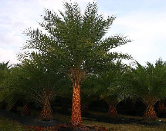PALMS　Sylpher V.Stream SVVS-56XUL 489.png?width=547&etag=