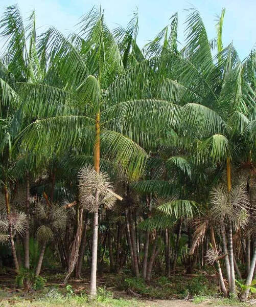 bamboo plants near me Lucky Bamboo Three Tier Tower main image 0