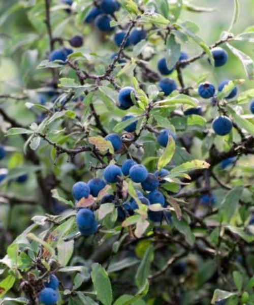 Sloe Berry Fruit 30 Seeds Prunus Spinosa Blackthorn