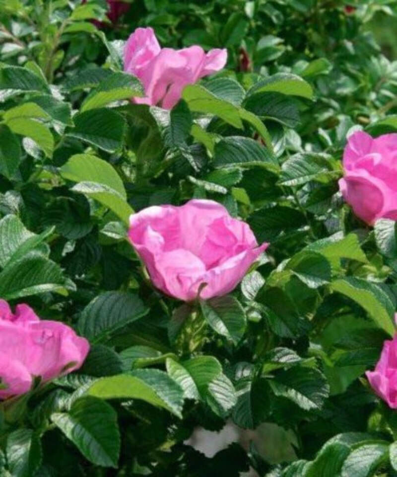 Ramanus Rose Hedging Rosa Rugosa Hedging Shrubs Seedlings Ebay