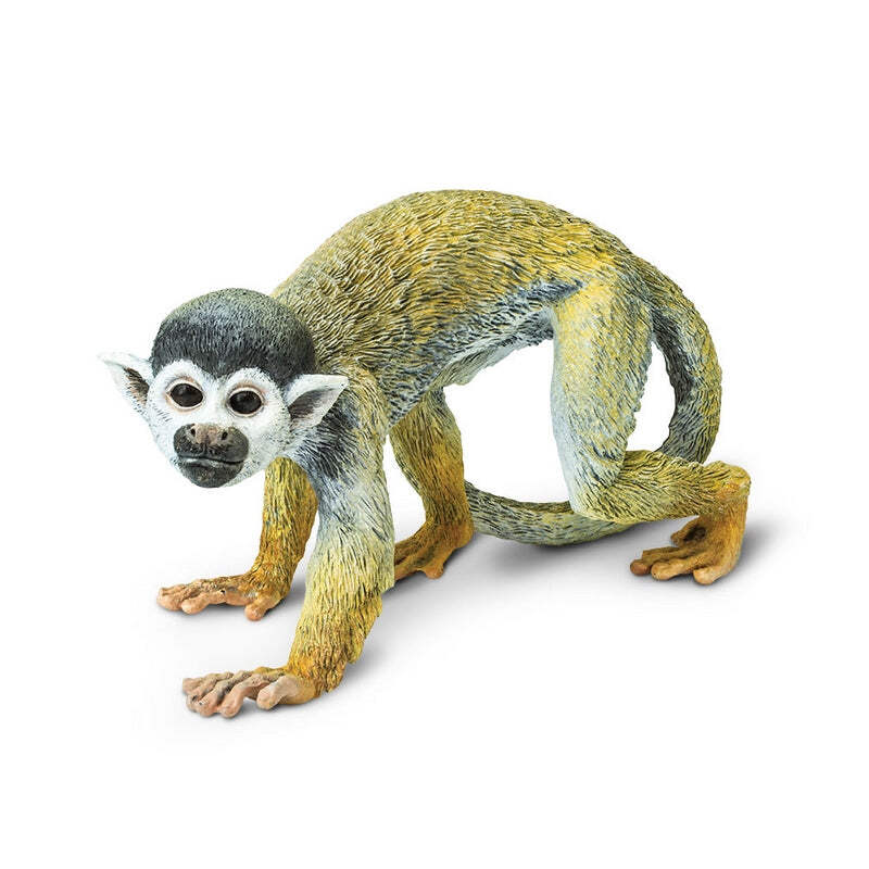 高品質　リスザル（Common Squirrel Monkey）頭骨 即納☆高品質 リスザル（Common Squirrel Monkey）頭骨 - 頭骨