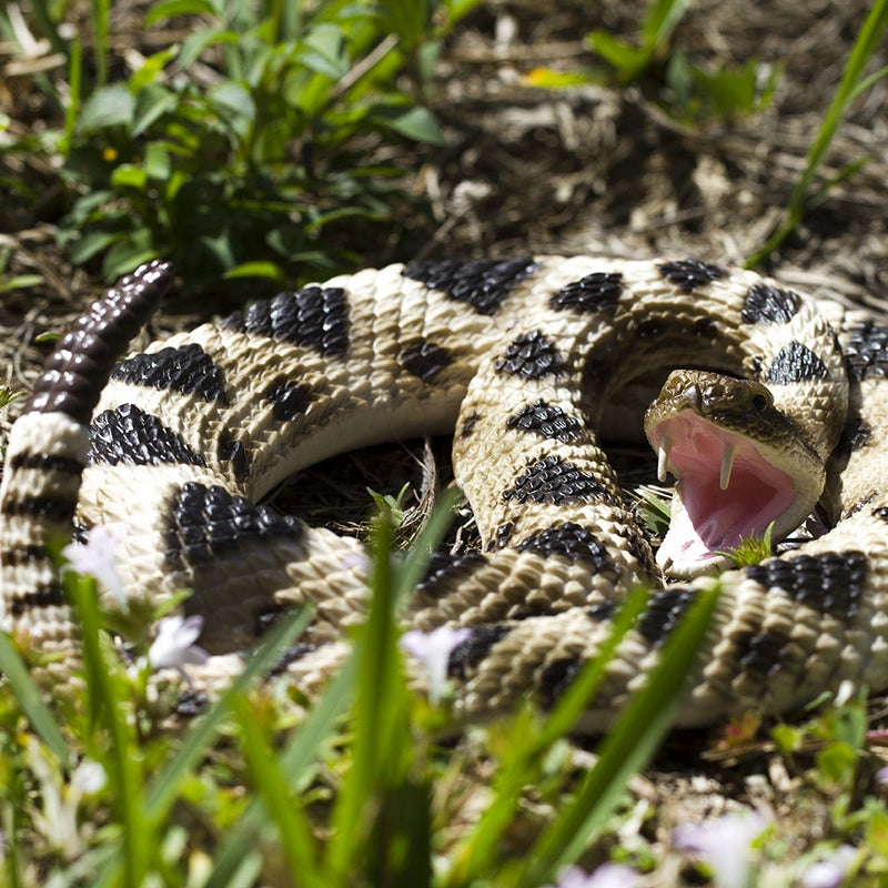 Rattlesnake | National Geographic - View #3