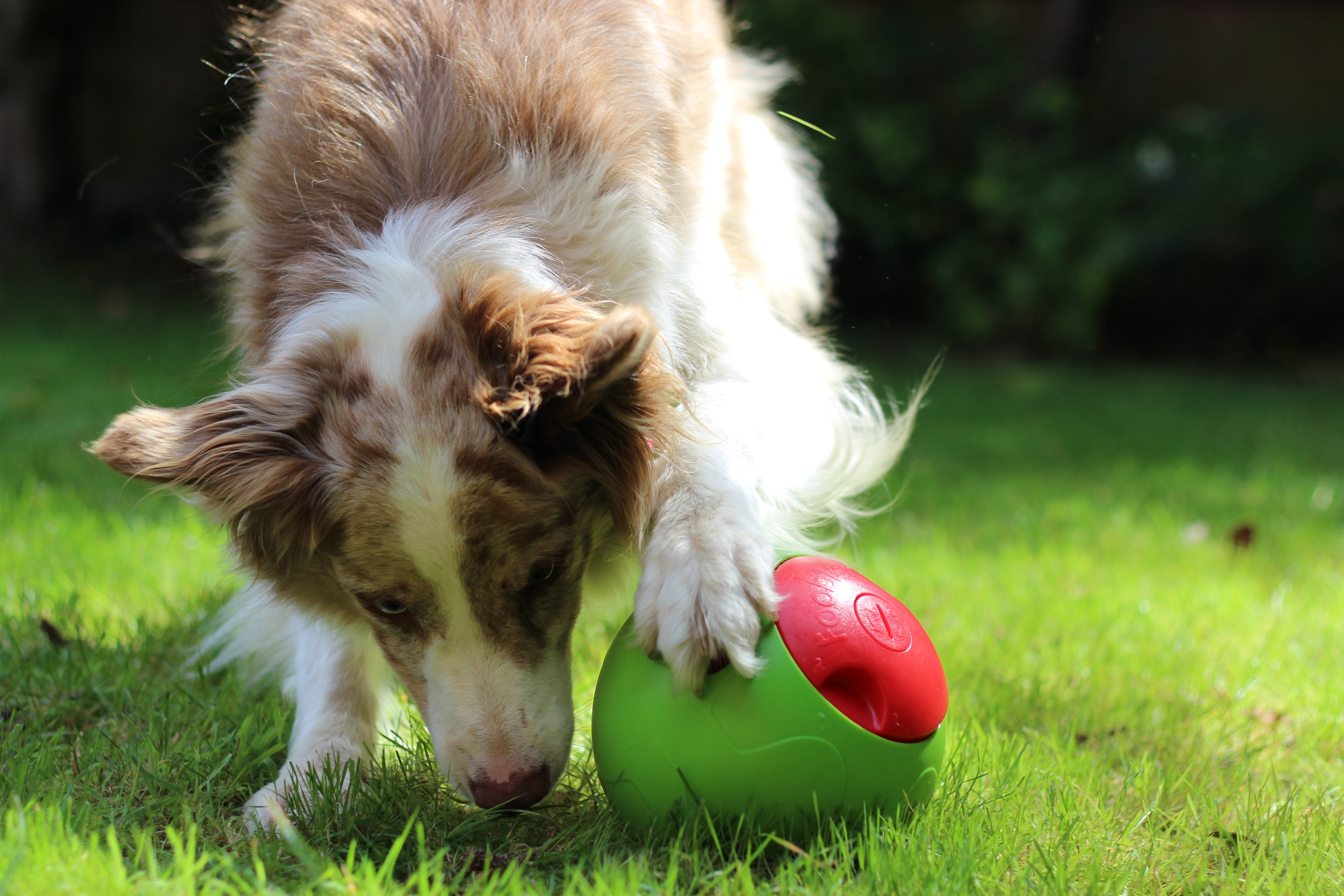 foobler dog toy