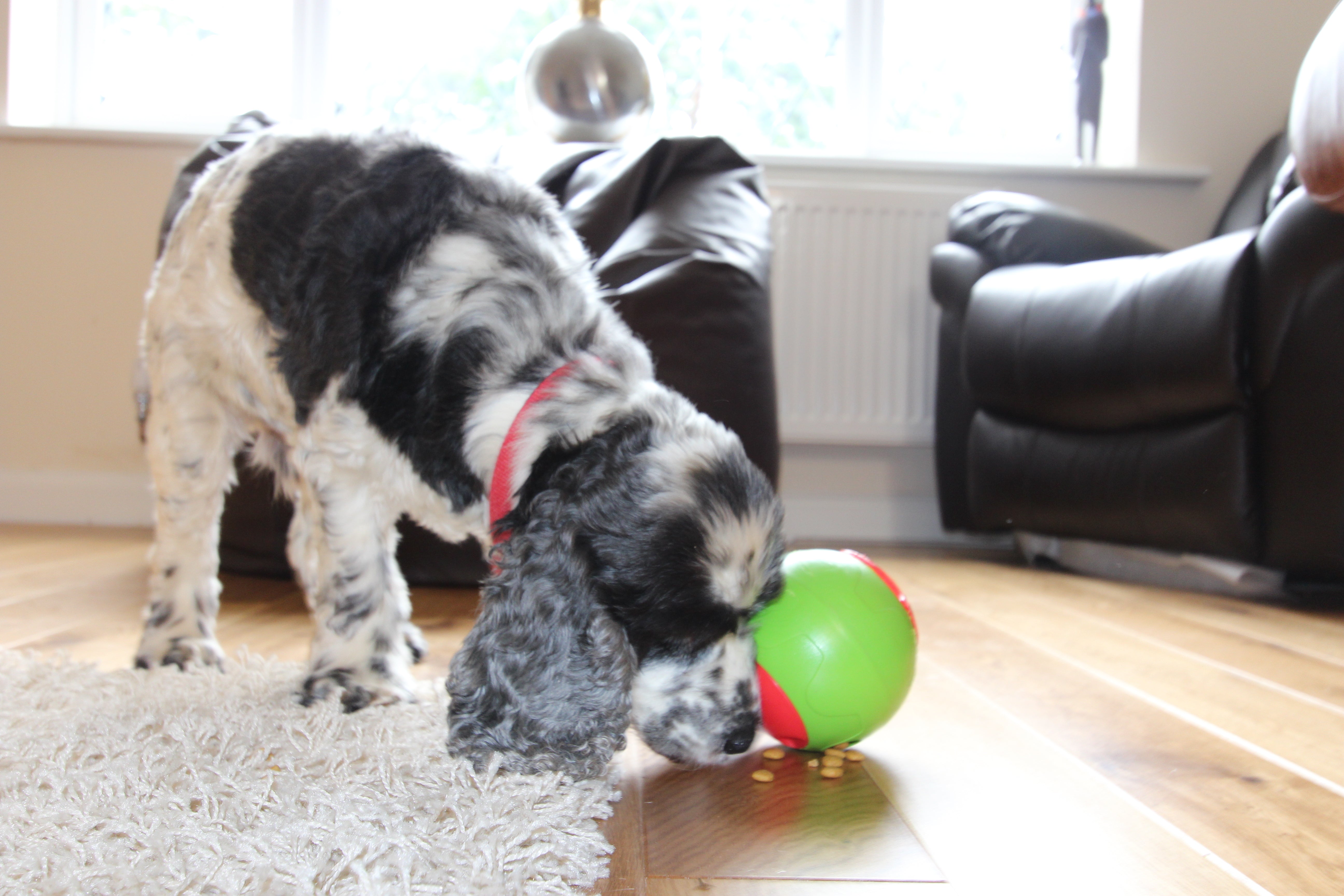 foobler treat dispenser