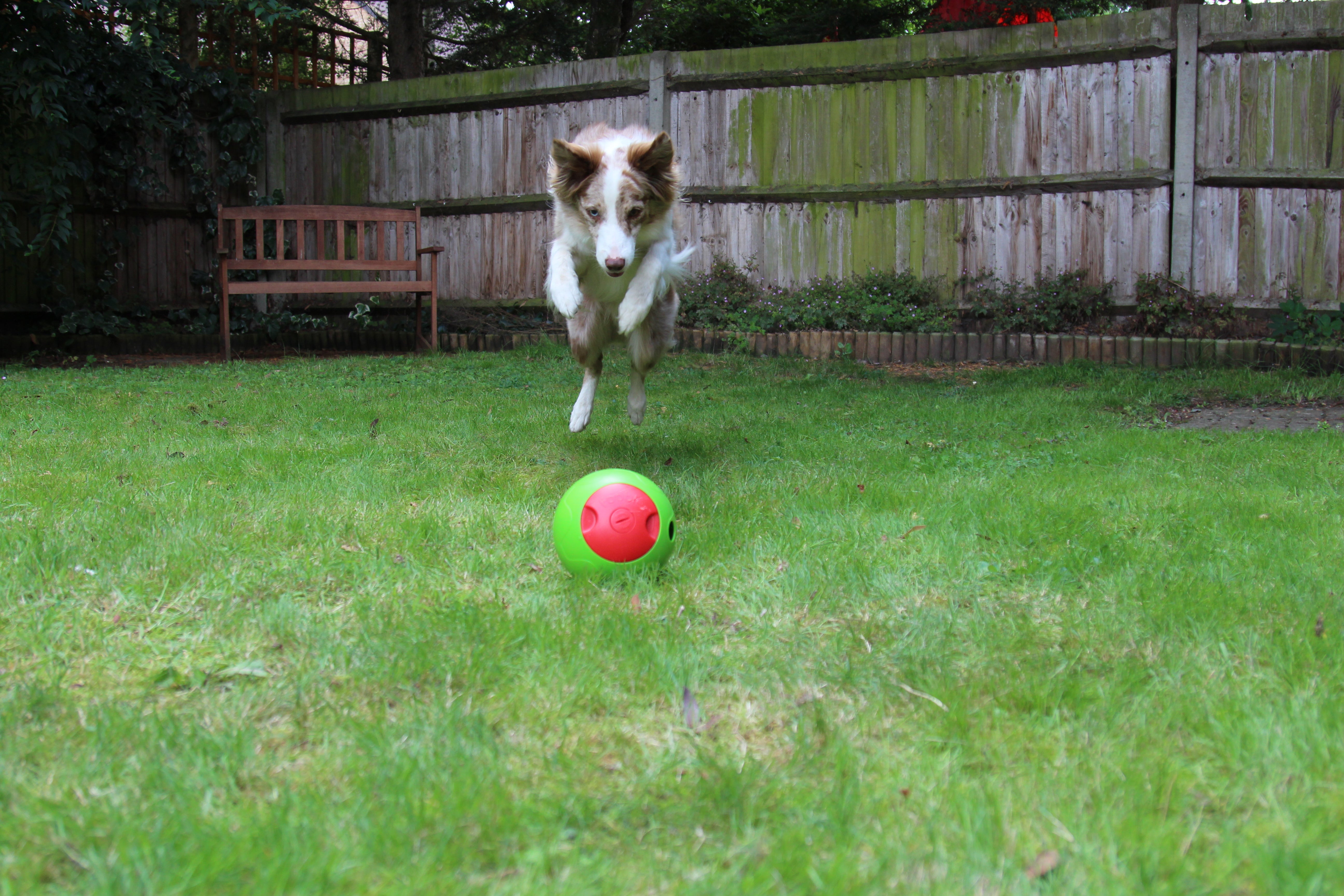 foobler treat dispenser